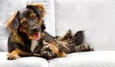 Auxiliar de Veterinária a Distância