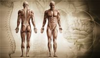 Auxiliar de Anatomia a Distância
