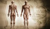 Auxiliar de Anatomia a Distância